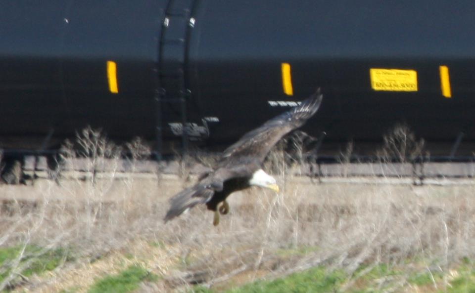 2013-02-17 Eagle in American Bottom.jpg
